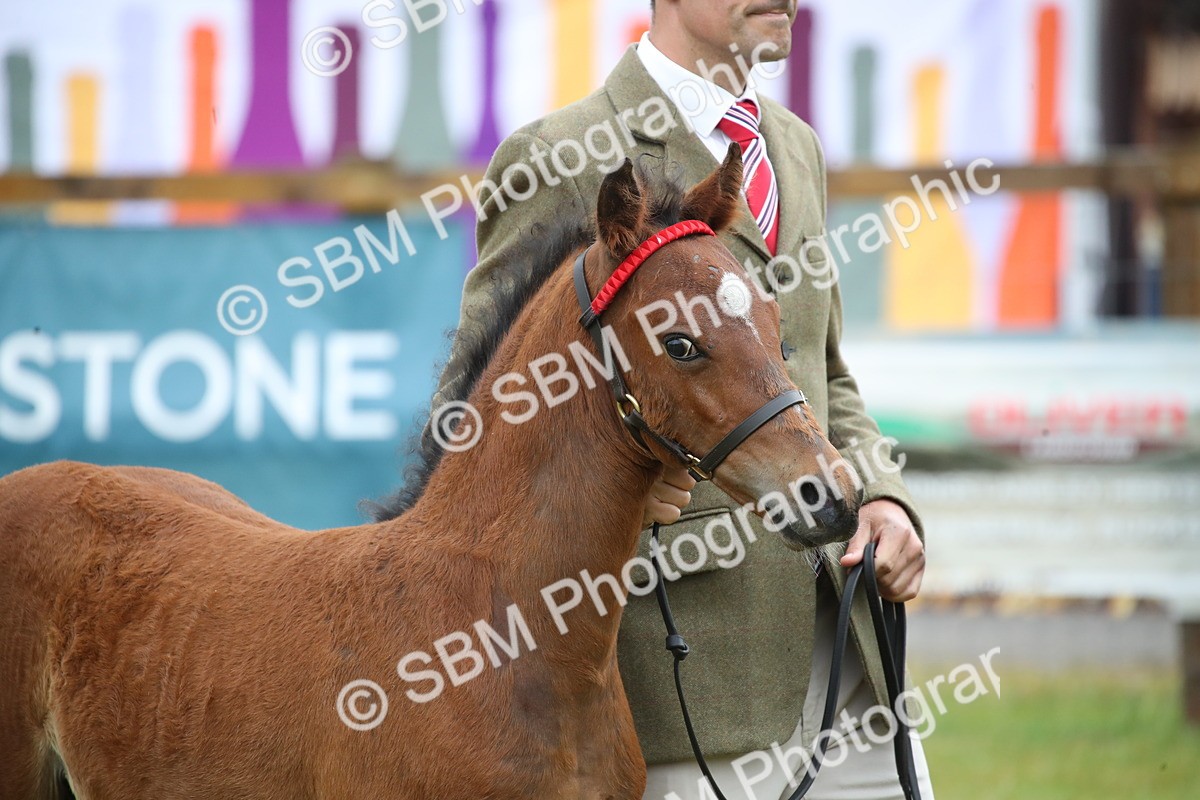 SBM_00168 - Class 17-20 - Arab & Part Bred - Anglo Arab In Hand