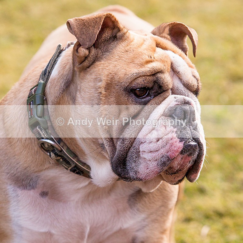 20130303-_MG_2718 - Pets