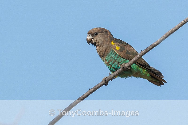 Meyer's Parrot - Botswana ~ Birds