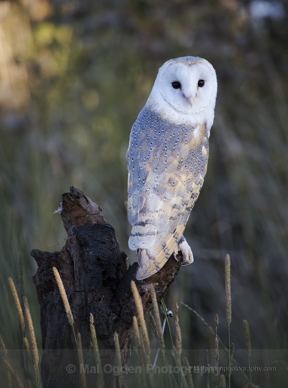 Barn Owl - Flora & Fauna