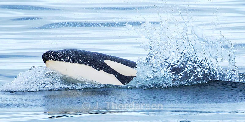 - Orca