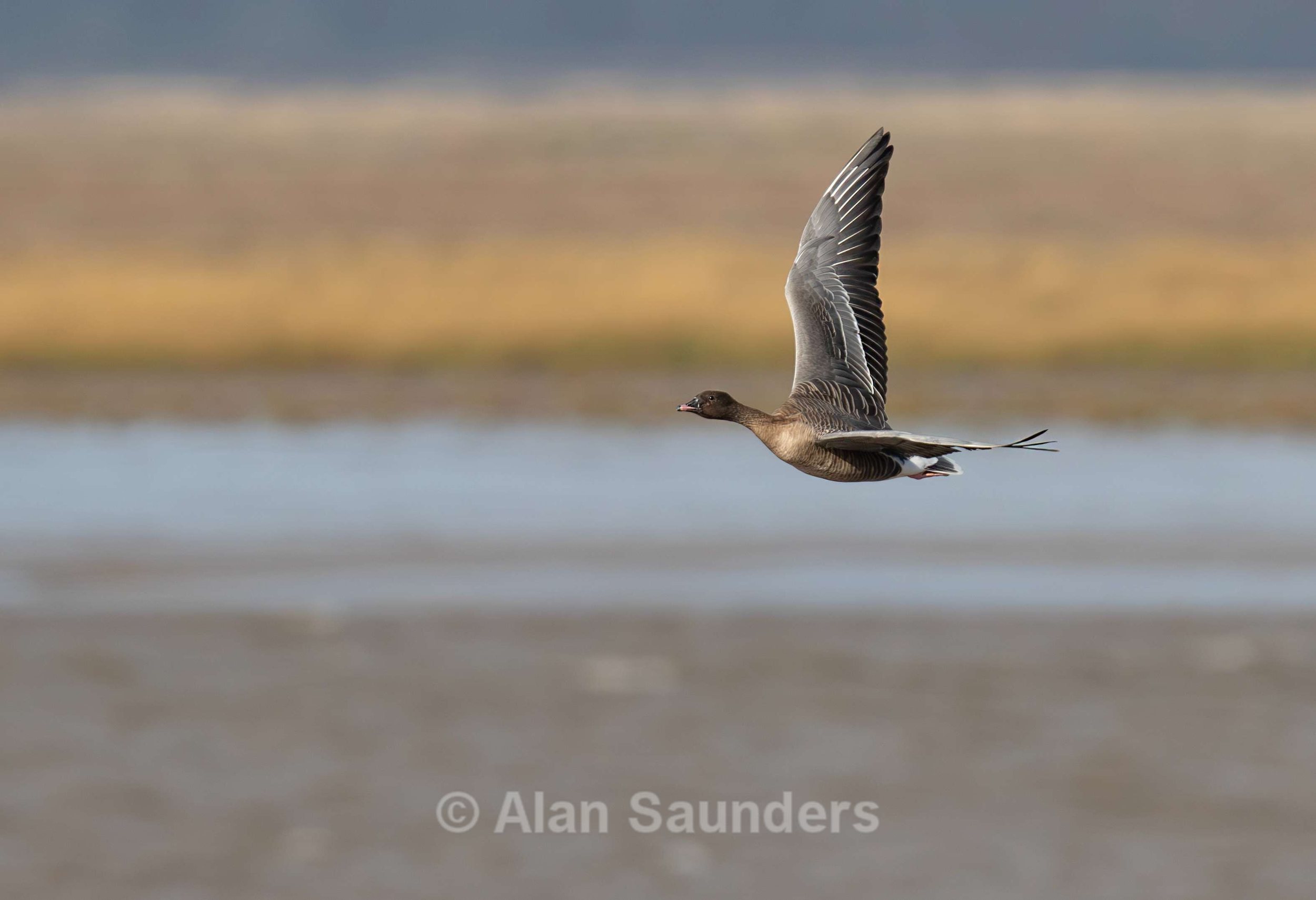 Pink-footed goose 2