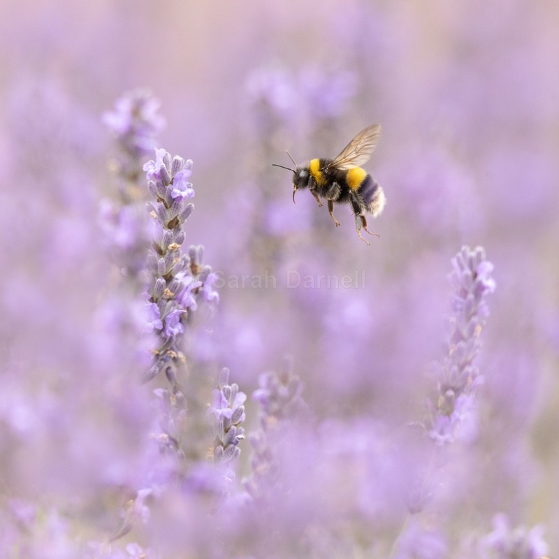 Lavender Buzz SD2576 - Greeting Cards