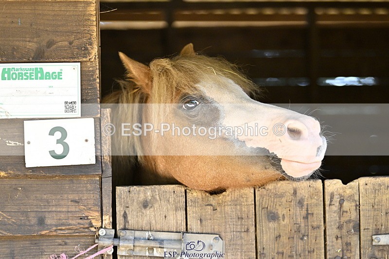 240728B-092739-00021 - Sunday Stable Shots and Fancy Dress