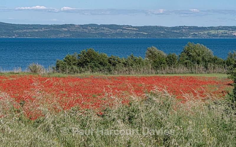 Lake Bolsena (Italian: Lago di Bolsena) of central Italy end.with field of poppies looking south - Plants in the Landscape