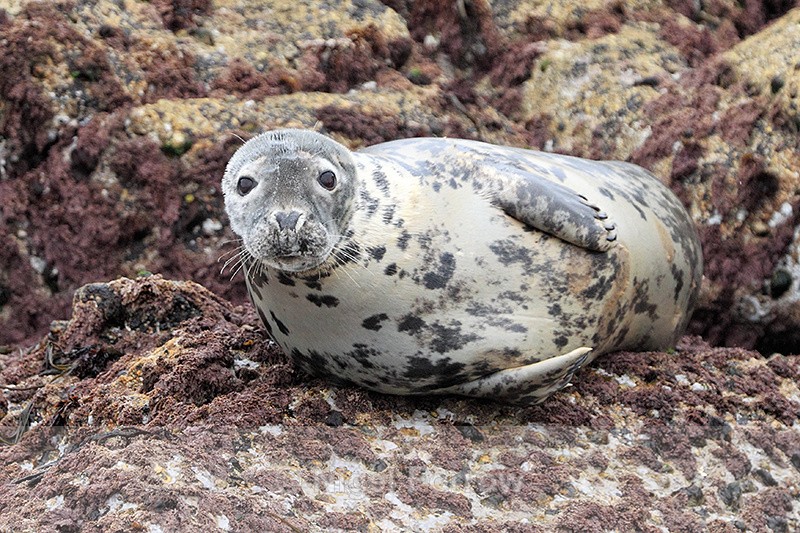 Grey Seal (female), Isles of Scilly - Seal