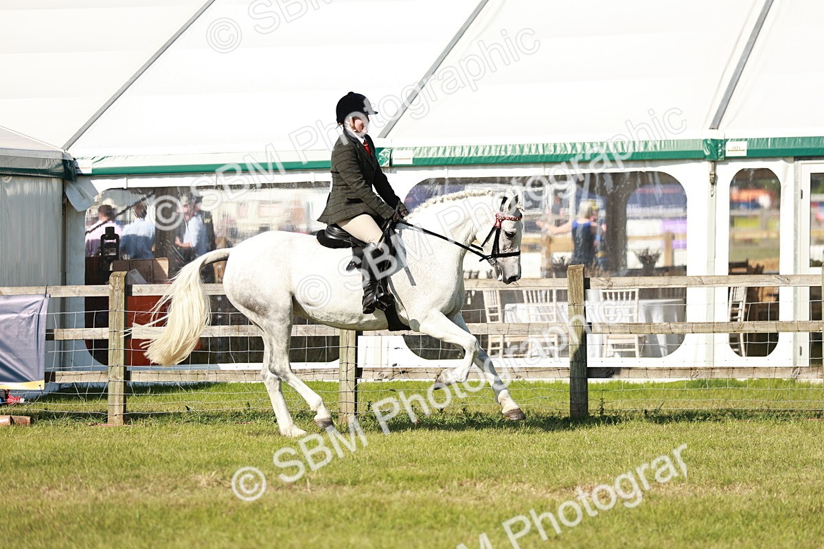 SBM_19236 - Class 115-116 - LIHS BSHA Rising Star Working Hunter & Show Horse