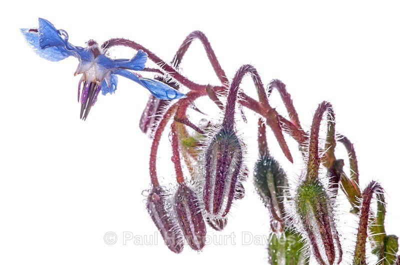 Borage (Borago officinalis) - Plants - WB