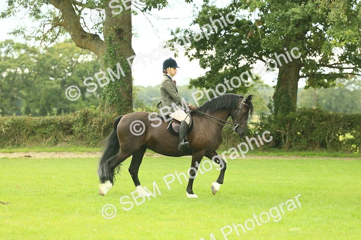 SBM_71820 - S60 - Mountain & Moorland Ridden Large Breeds