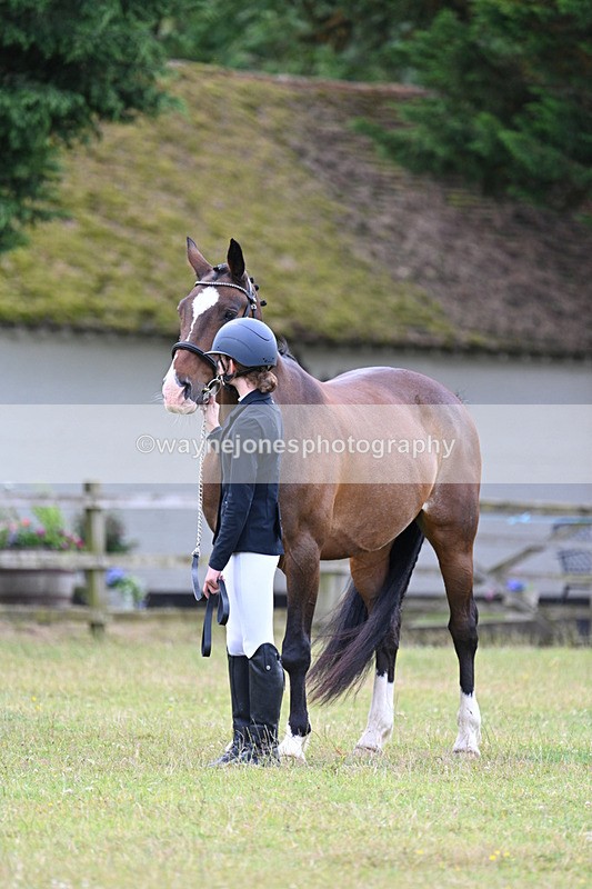 WJ7_7011 - Class 5a Most Handsome Gelding in Hand
