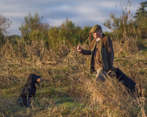 4 - Heney Gundogs