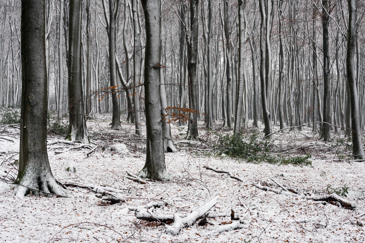Chawton covered - WINTER