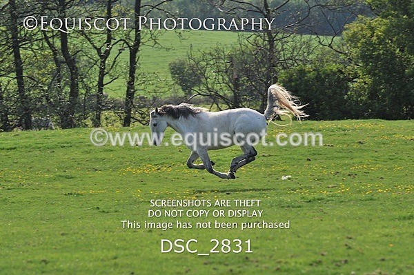 DSC_2831 - ARCHIVE REQUEST - Quincy and Guinness