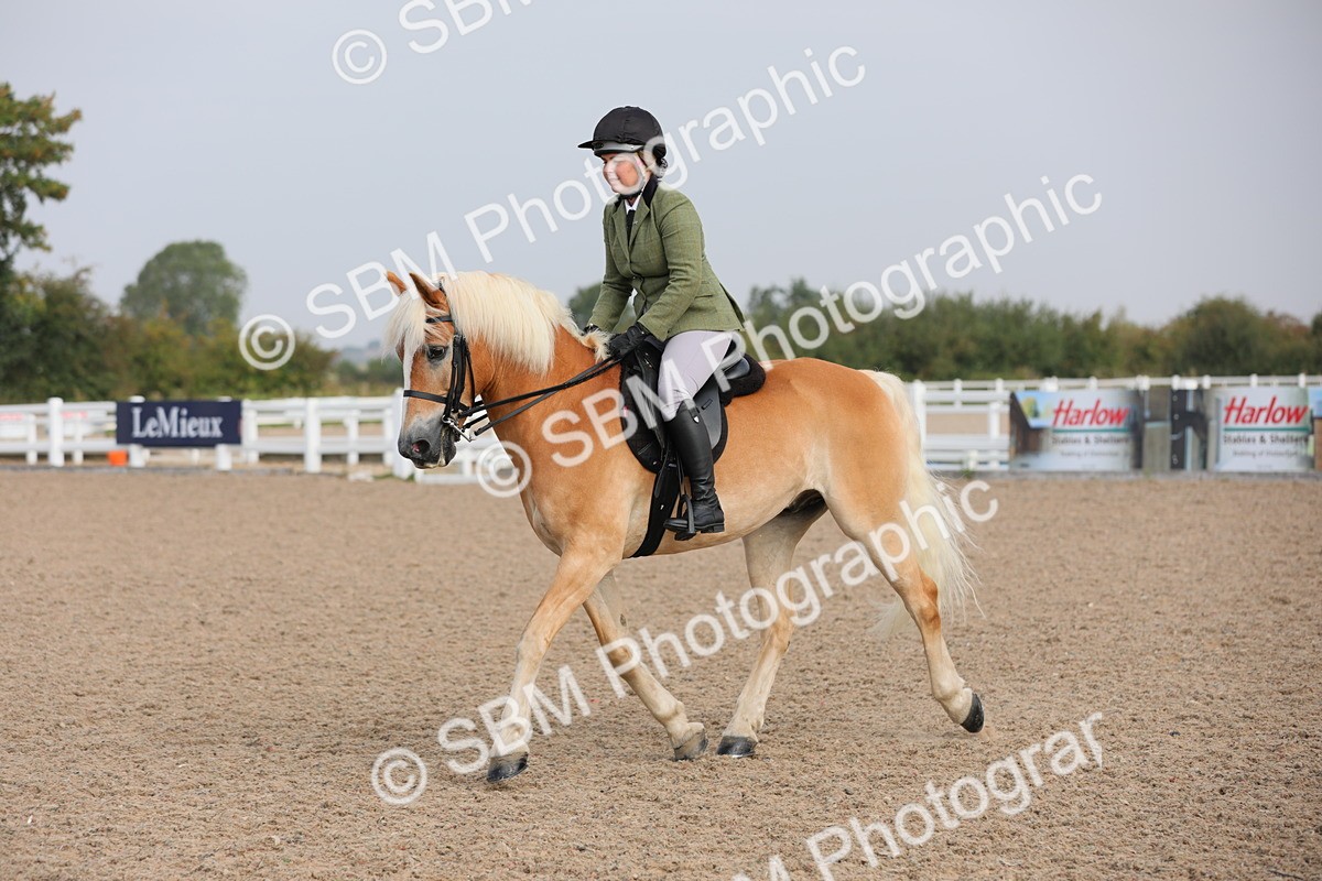SBM_10697 - Class 303 Ridden Pure Bred Horse/Pony (excl M&M)