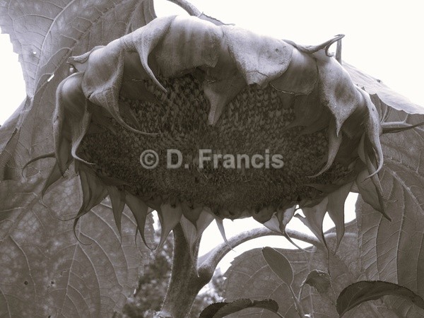 Sunflower (b&w) - Fine Art
