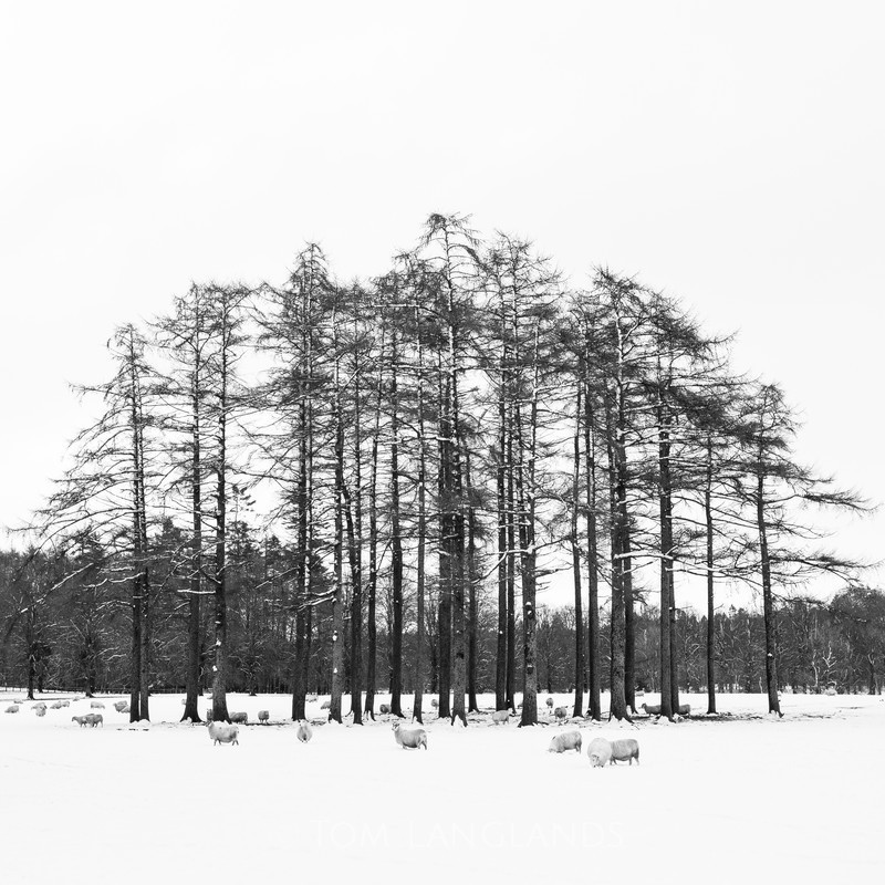 Winter Sheep - Landscapes