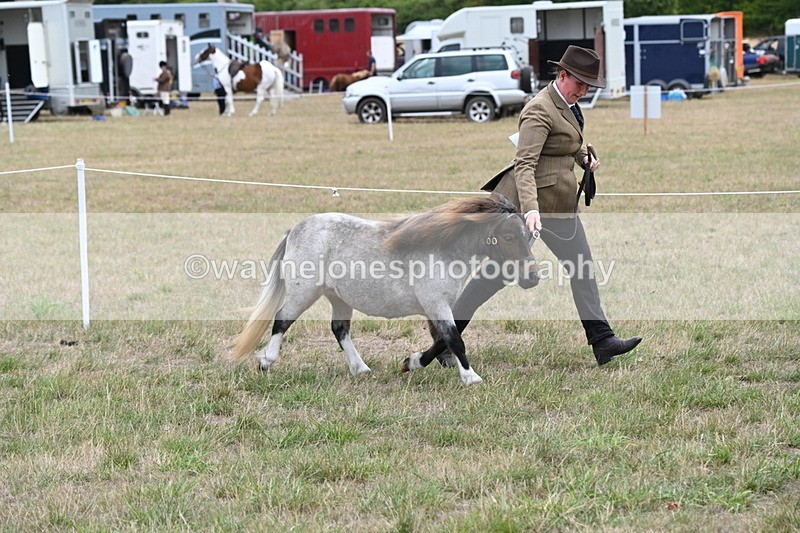 WJ6_5418 - Class 18 In-hand Coloured