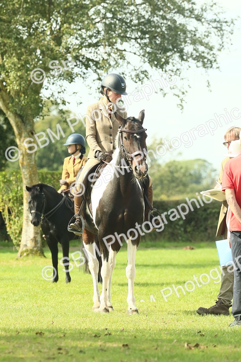 SBM_66519 - S34 - Rehabilitated Rescue Horse & Pony In Hand & Ridden