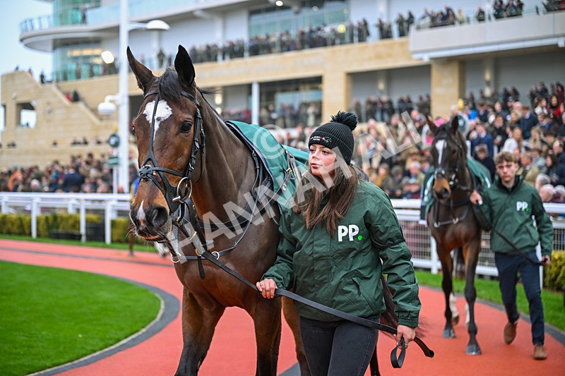 151125-Race 4-Panic Attack-3119 - Race 4