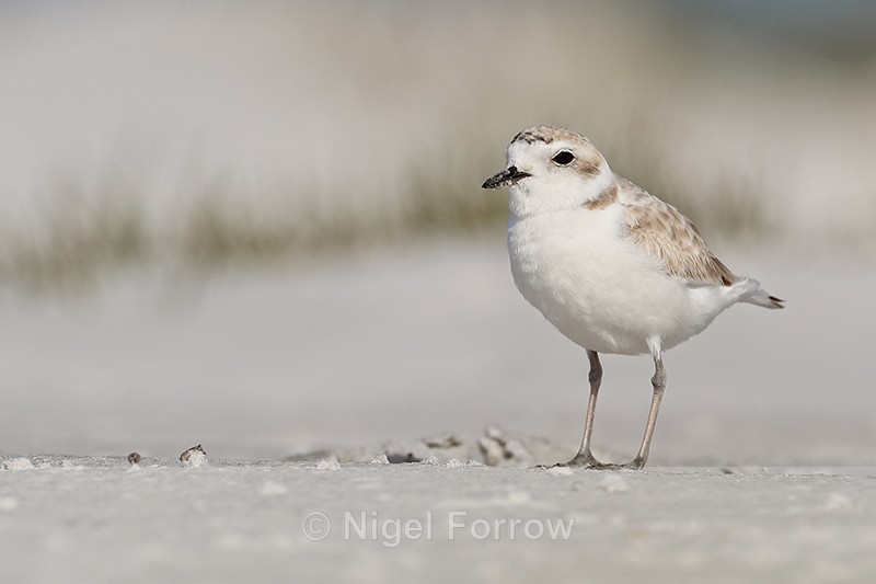 Snowy Plover (non-breeding adult), Fort De Soto Park, Florida - Snowy Plover
