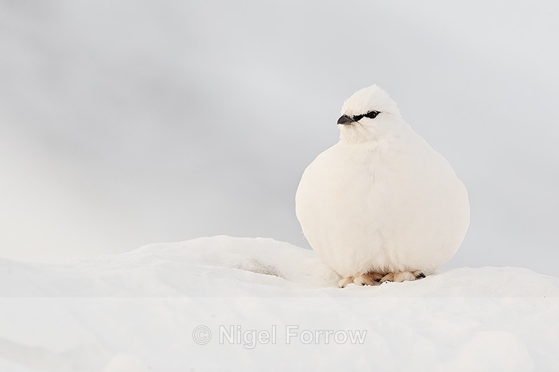 Rock Ptarmigan (winter plumage), Svalbard, Norway - Ptarmigan