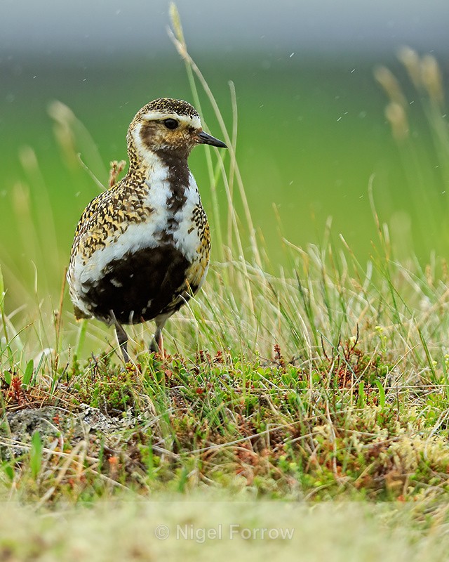 Golden Plover (breeding plumage), Iceland - Golden Plover