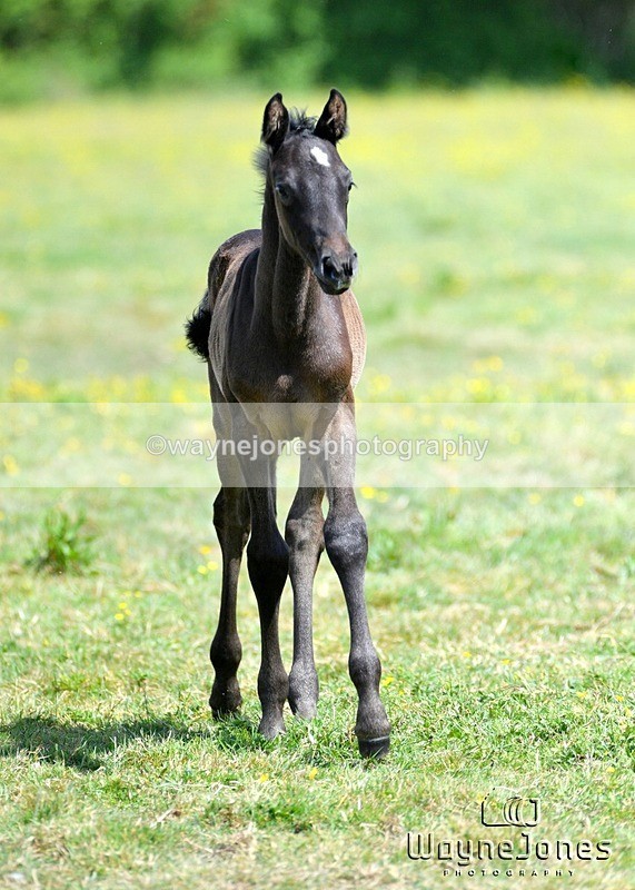 WJ5_4039 - Lyford Stud - Foals 01-06-25