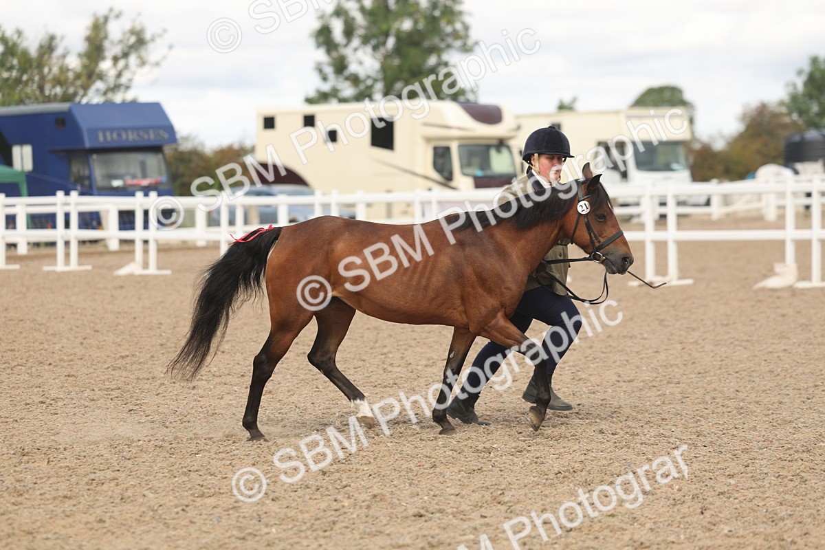 SBM_04392 - Class 17 - Prettiest Mare (IH or Ridden)