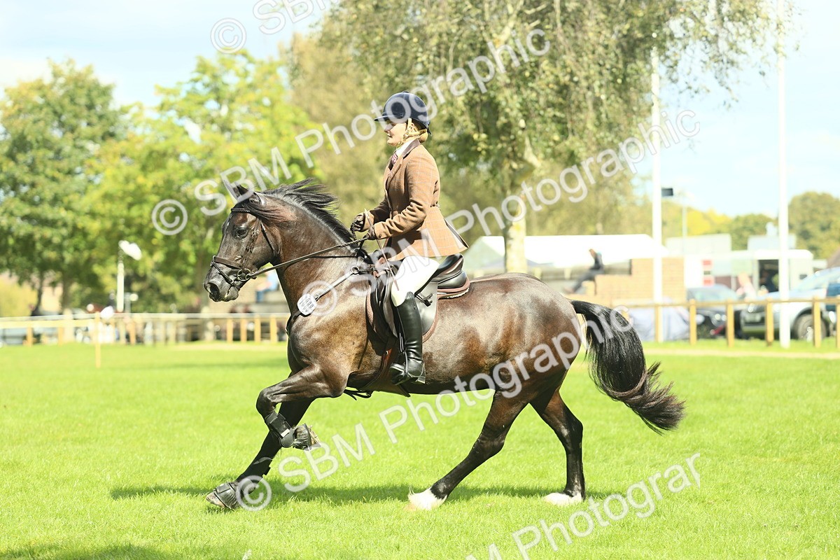 SBM_42881 - S30 - M&M Working hunter Pony