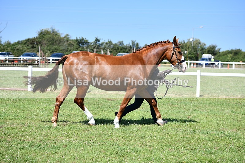 DSC_6768 - Class 57: Hunter/Riding Horse/Hack 1, 2 & 3 yr olds