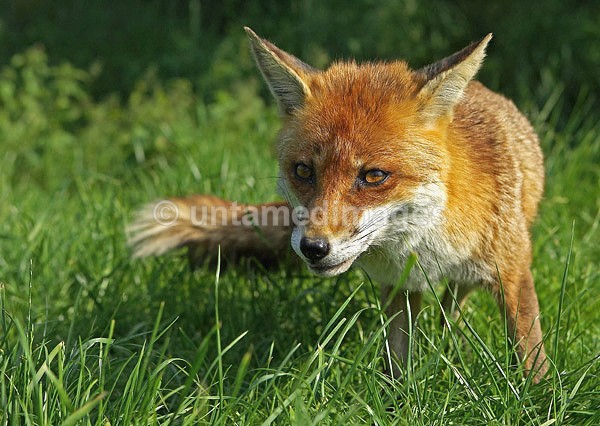 Red Fox - United Kingdom