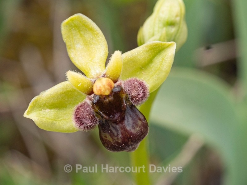 Bumble-bee orchid (Ophrys bombyliflora) - Gargano - Wild Orchids