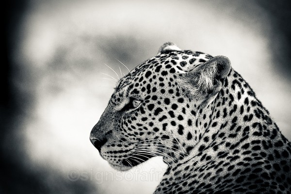 Kenya, Samburu, Leopard