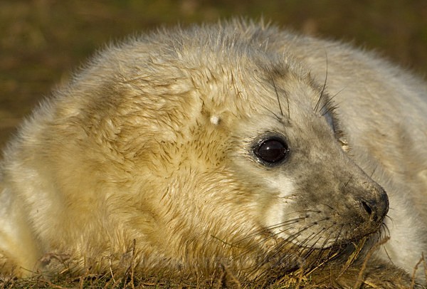 GREY SEAL PUP - GREY SEALS & PUPS GALLERY
