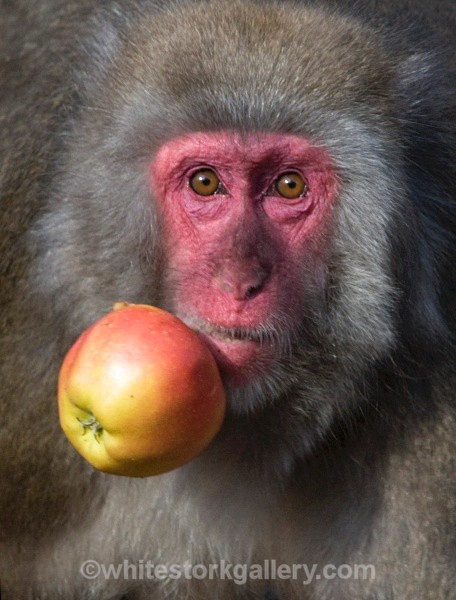 The Monkey and The Apple - Wildlife and Animals