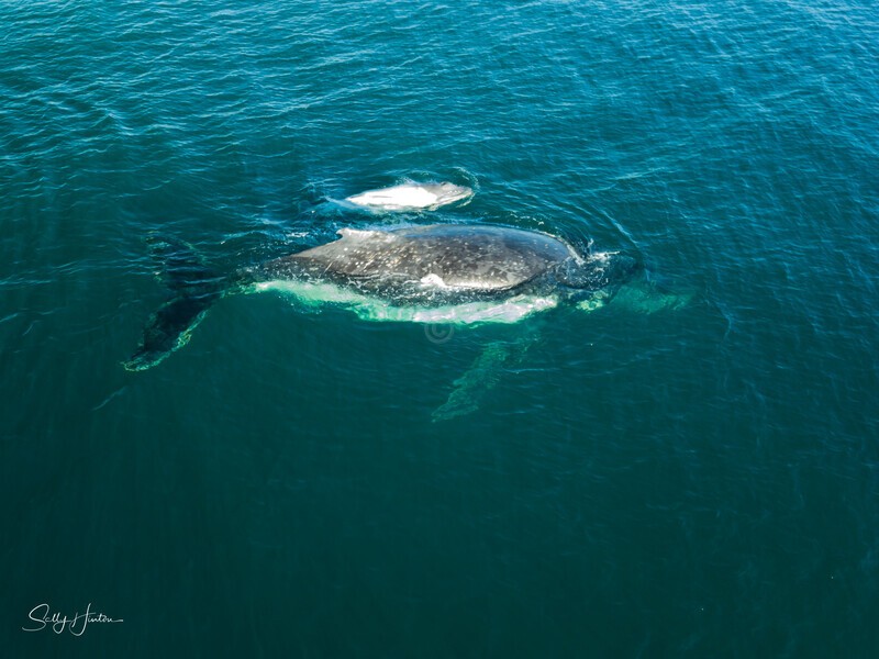 Humpback with white calf 1 - Humpback Whales