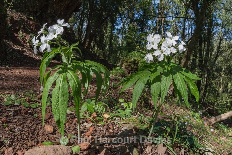 Seven-leaflet Bittercress (Cardamine heptaphylla) - Wild Flowers - 1
