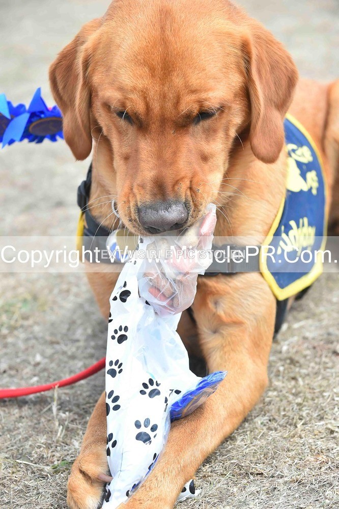 SH4_0309 - Dog show.