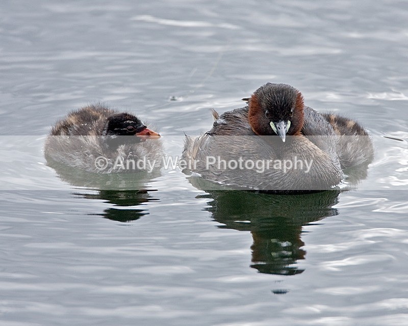 20080810-045 - Little Grebe