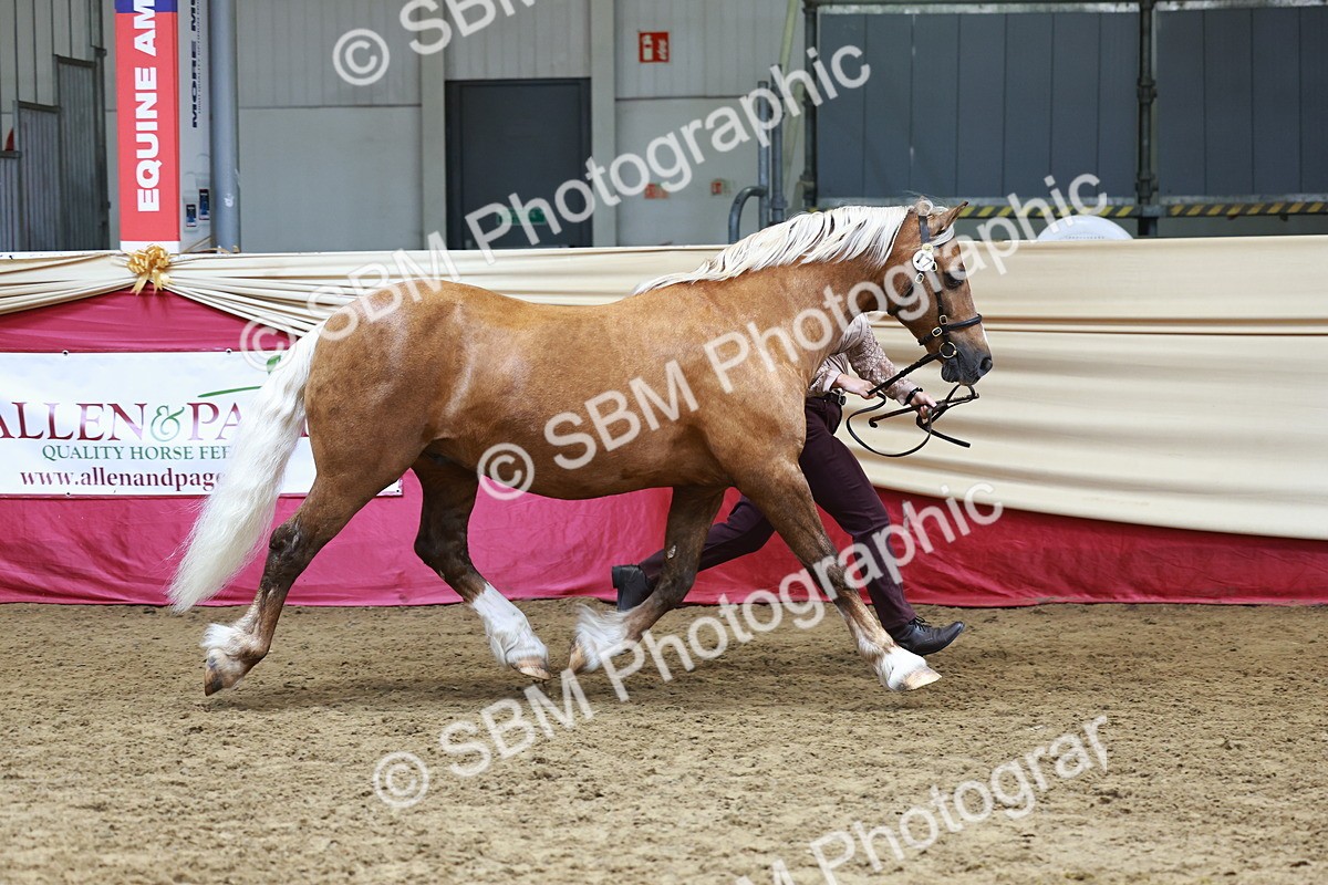 SBM_23208 - Class 903 - Supreme Final - IH Pre Vet