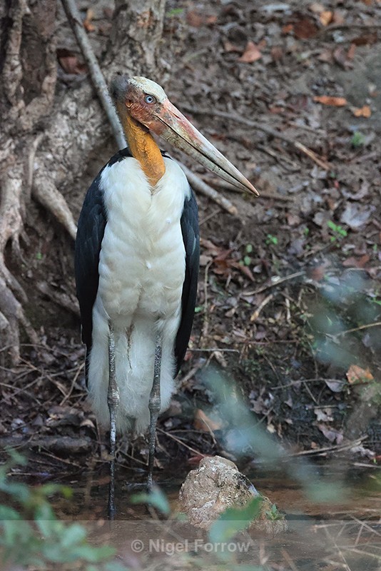 Lesser Adjutant, Bandhavgarh Reserve, India - Lesser Adjutant