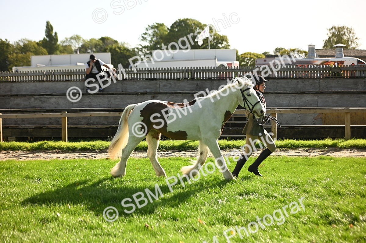 SBM_15901 - S1 - TSR in Hand Horse & Pony Showing