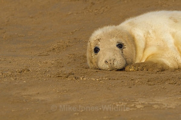 GREY SEAL PUP - GREY SEALS & PUPS GALLERY