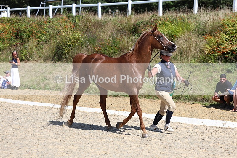 3E7A9868 - In Hand Championship