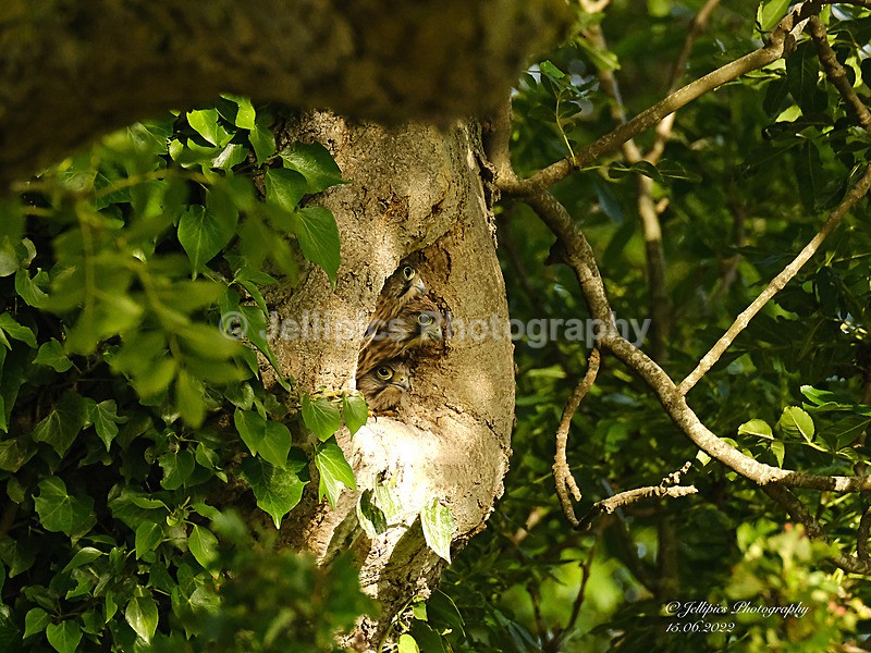  - Wildlife and Nature