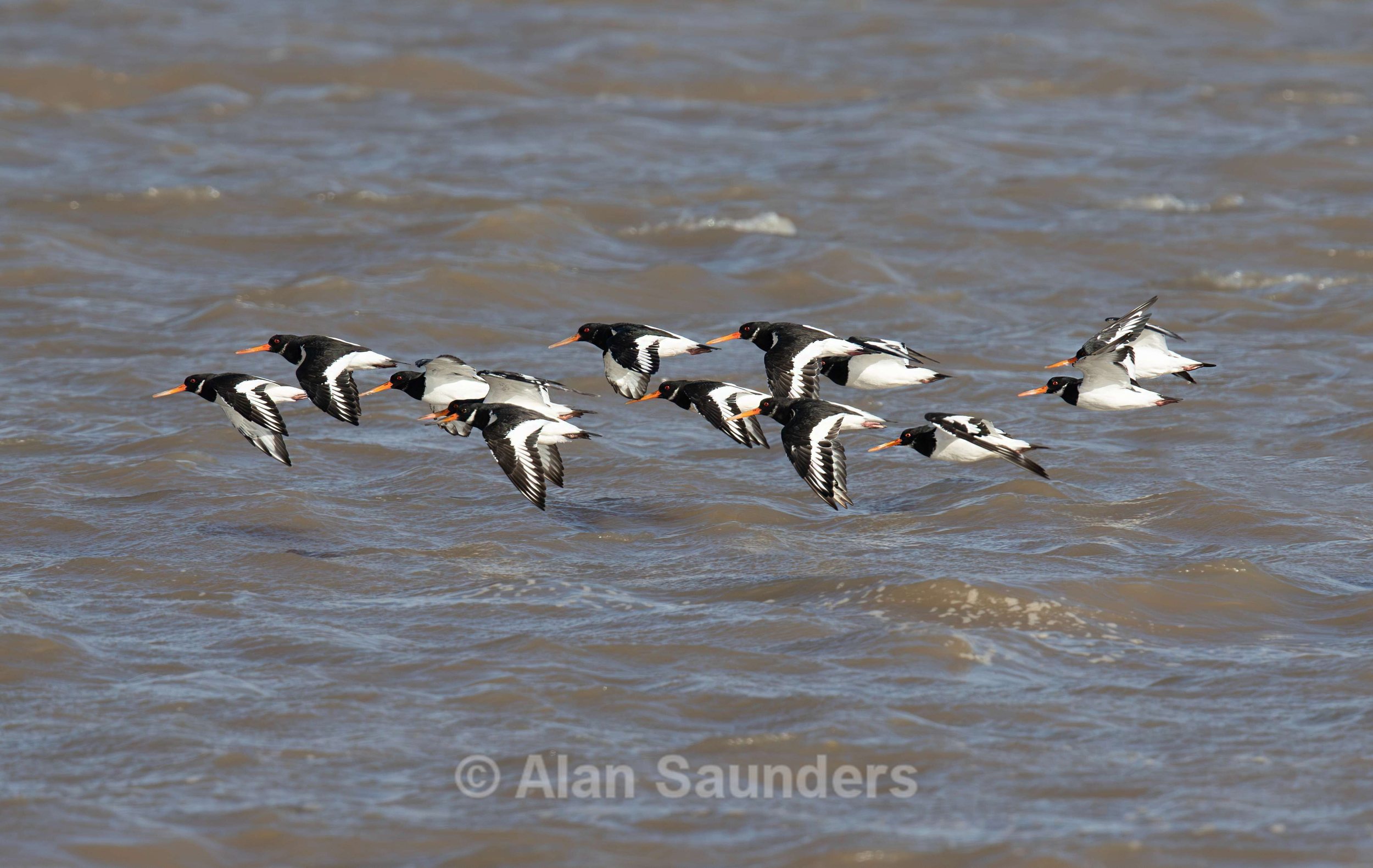 Oystercatcher 9