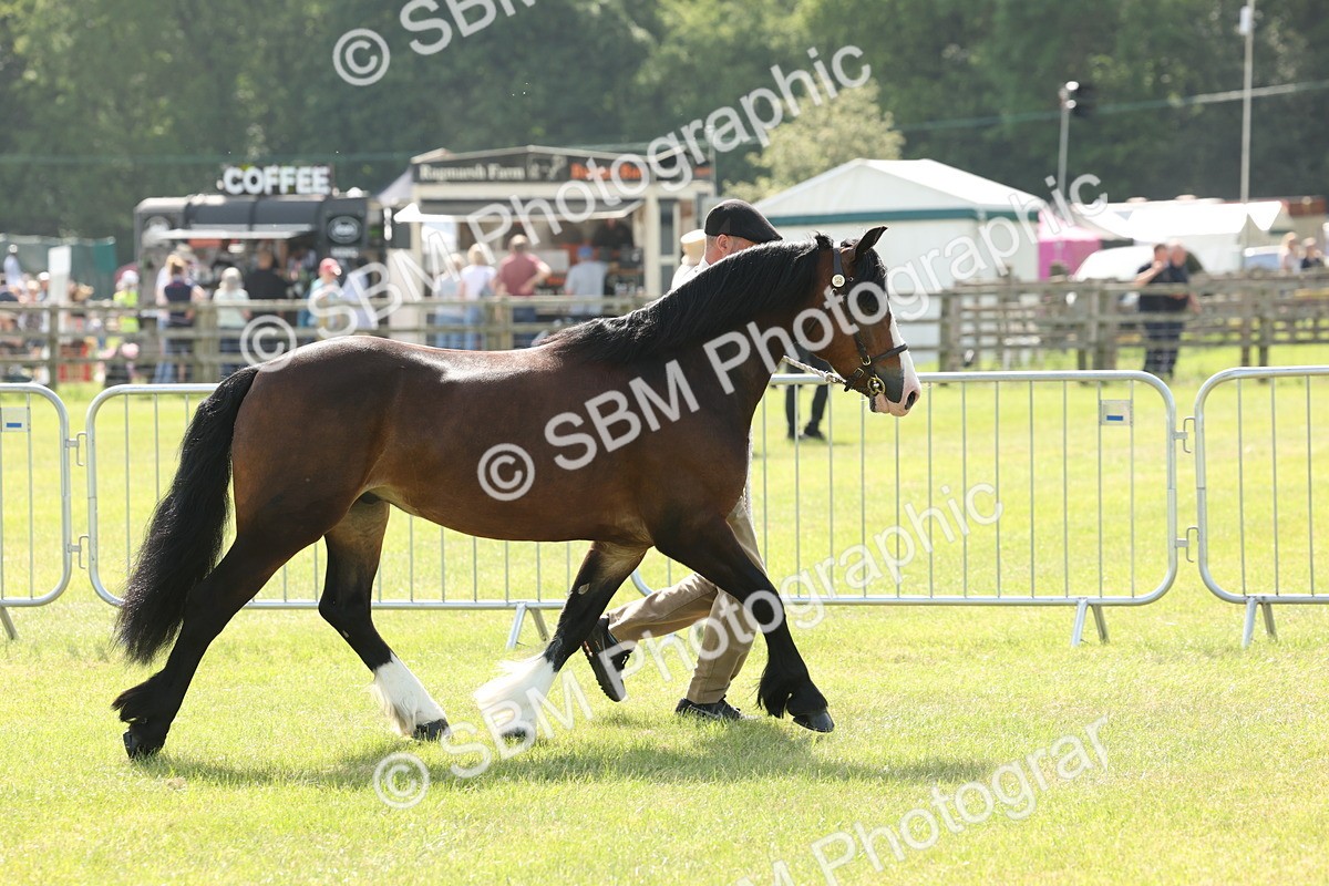 SBM_02156 - Class 6-13 - Mountatin and Moorland In Hand Welsh Breeds