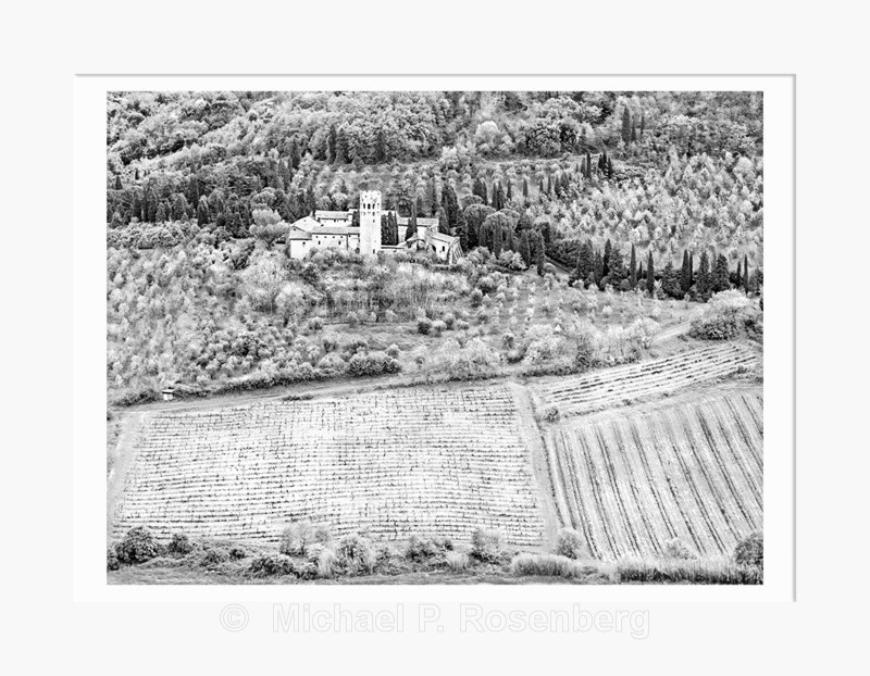 Vinyards and Olive Trees, Italy (5628) - Italy