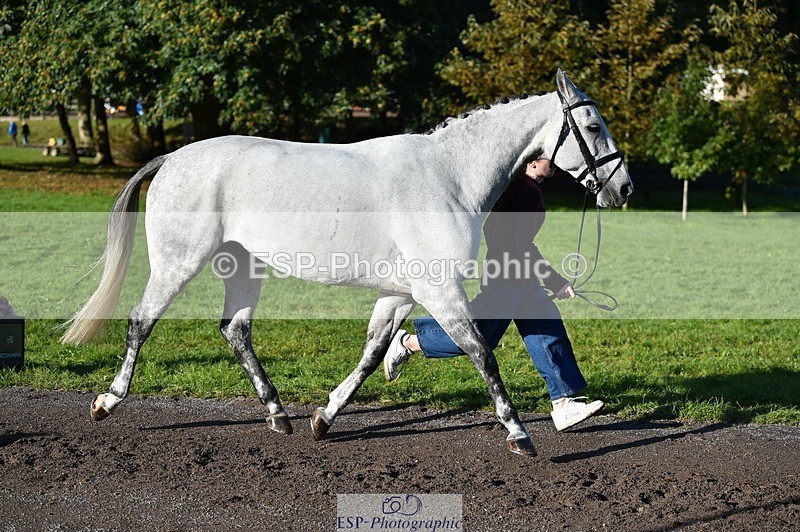 231022-100644-22242 - 453-SOURIS.DE.NESS-Darcy.Smith-TrotUp+SJ