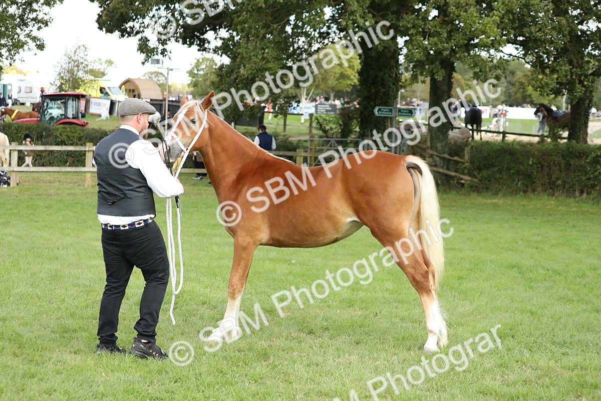 SBM_65499 - S47 - Mountain & Moorland In Hand Large Breeds
